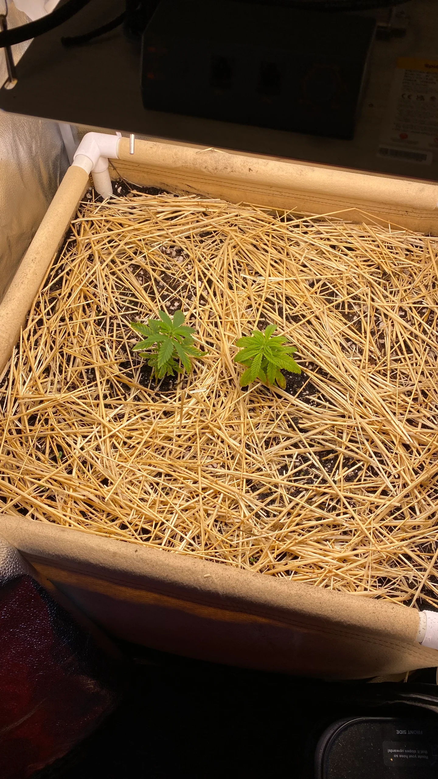 Seedling stage: two young cannabis seedlings sprouting from straw-covered living soil in a wooden grow box